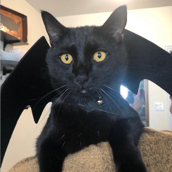 Cat Dog Bat Wings Puppy Kitten Kitty Halloween Vampire Costume ~Host Pick~x2 - Picture 16 of 16